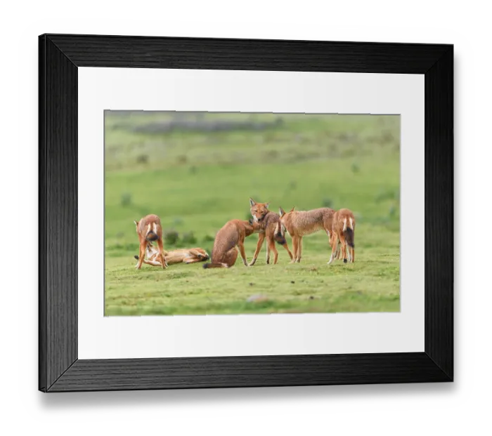 Framed Print : Ethiopian wolf (Canis simensis) pack members greeting each other in the morning, Bale Mountains National Park, Ethiopia, Endangered Framed Print : Ethiopian wolf (Canis simensis) pack members greeting each other in the morning, Bale Mountains National Park, Ethiopia, Endangered
