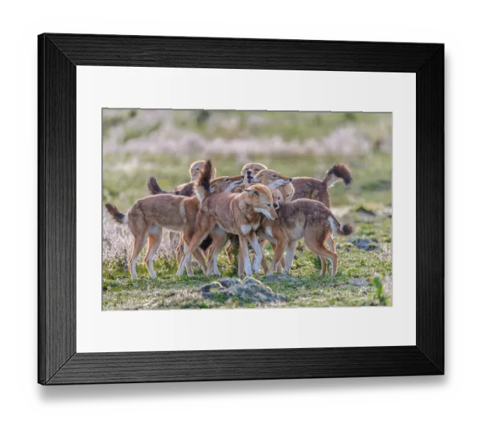 Framed Print : Ethiopian wolf (Canis simensis) pack members greeting each other in the morning, Bale Mountains National Park, Ethiopia. Endangered Framed Print : Ethiopian wolf (Canis simensis) pack members greeting each other in the morning, Bale Mountains National Park, Ethiopia. Endangered