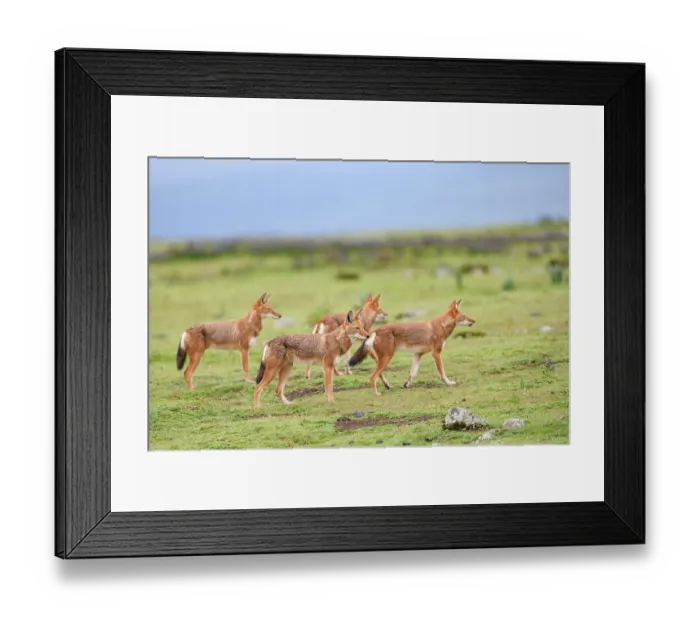 Framed Print : Ethiopian wolf (Canis simensis) pack members patrolling their territory borders, Bale Mountains National Park, Ethiopia. Endangered Framed Print : Ethiopian wolf (Canis simensis) pack members patrolling their territory borders, Bale Mountains National Park, Ethiopia. Endangered