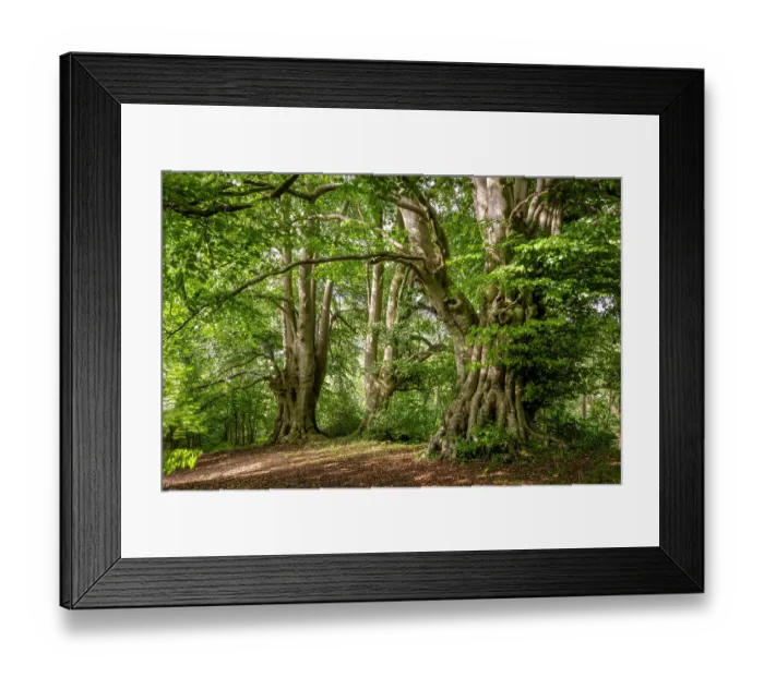 Framed Print : Ancient Beech trees (Fagus sylvatica) in summer, seasonal study, Lineover Wood, Gloucestershire, UK. November. The second largest Beech tree in England