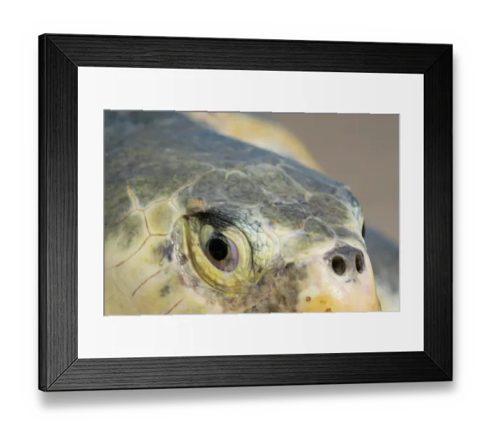 Framed Print : Kemp's ridley turtle (Lepidochelys kempii) female, head portrait, Rancho Nuevo Sea Turtle Sanctuary, Tamaulipas, Mexico. Critically endangered Framed Print : Kemp's ridley turtle (Lepidochelys kempii) female, head portrait, Rancho Nuevo Sea Turtle Sanctuary, Tamaulipas, Mexico. Critically endangered