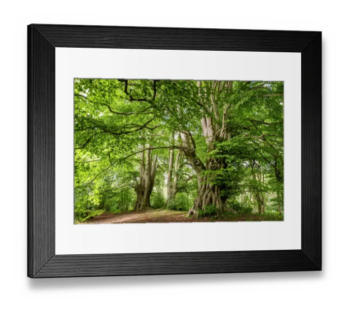 Framed Print : Ancient Beech trees (Fagus sylvatica) in summer, seasonal study, Lineover Wood, Gloucestershire, UK. November. The second largest Beech tree in England Framed Print : Ancient Beech trees (Fagus sylvatica) in summer, seasonal study, Lineover Wood, Gloucestershire, UK. November. The second largest Beech tree in England