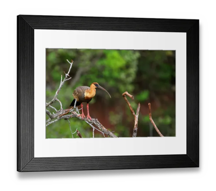 Framed Print : Buff-necked ibis (Theristicus caudatus) perched in tree, Buraco das Araras, Mato Grosso do Sul, Brazil Framed Print : Buff-necked ibis (Theristicus caudatus) perched in tree, Buraco das Araras, Mato Grosso do Sul, Brazil
