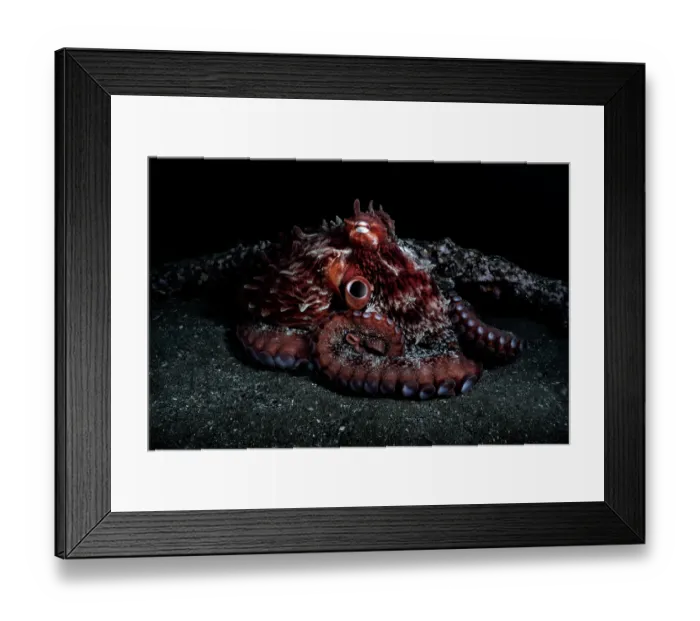 Framed Print : Pacific giant octopus (Enteroctopus dofleini) resting on seabed beside encrusted metal bar, Hokkaido, Japan, Pacific Ocean Framed Print : Pacific giant octopus (Enteroctopus dofleini) resting on seabed beside encrusted metal bar, Hokkaido, Japan, Pacific Ocean