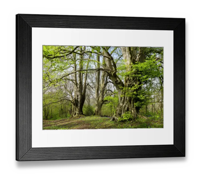 Framed Print : Ancient Beech trees (Fagus sylvatica) in spring, seasonal study, Lineover Wood, Gloucestershire, UK. November. The second largest Beech tree in England Framed Print : Ancient Beech trees (Fagus sylvatica) in spring, seasonal study, Lineover Wood, Gloucestershire, UK. November. The second largest Beech tree in England