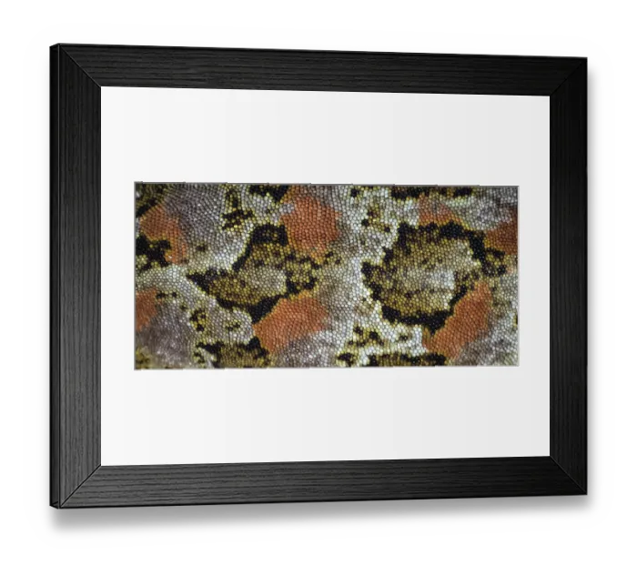 Framed Print : Cascade gecko (Mokopirirakau 'Cascades') skin pattern detail, Haast Range, West Coast, New Zealand. March, 2018 Framed Print : Cascade gecko (Mokopirirakau 'Cascades') skin pattern detail, Haast Range, West Coast, New Zealand. March, 2018
