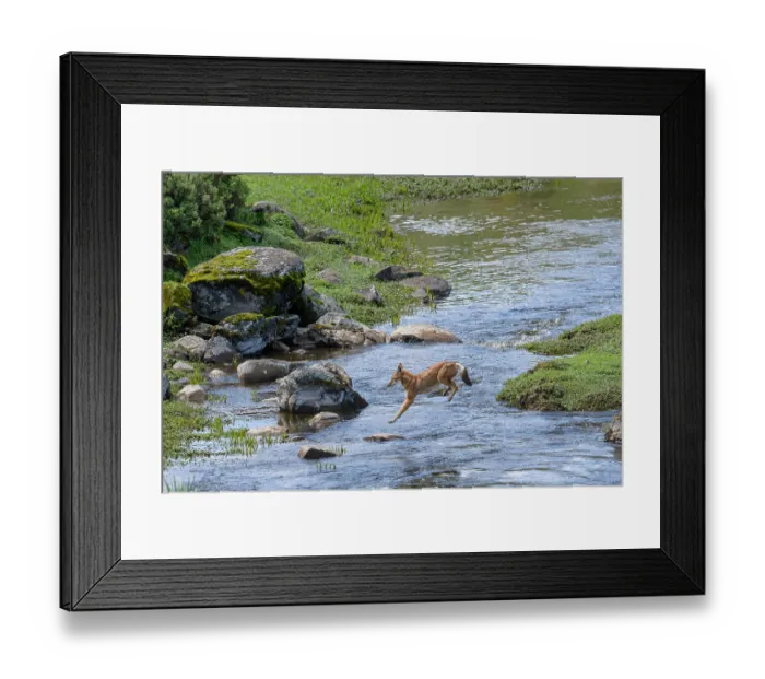 Framed Print : Ethiopian wolf (Canis simensis) jumping over a stream, Bale Mountains National Park, Ethiopia. Endangered Framed Print : Ethiopian wolf (Canis simensis) jumping over a stream, Bale Mountains National Park, Ethiopia. Endangered