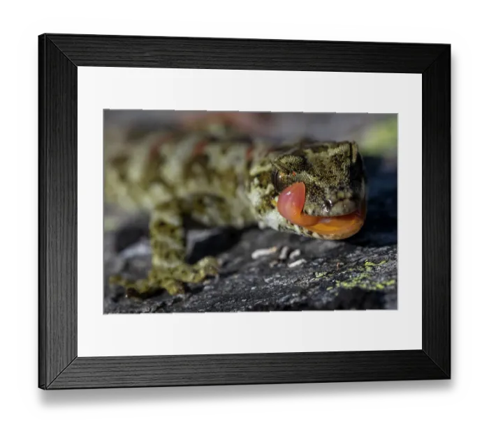 Framed Print : Cascade gecko (Mokopirirakau 'Cascades') resting on rock with tongue out, Haast Range, West Coast, New Zealand Framed Print : Cascade gecko (Mokopirirakau 'Cascades') resting on rock with tongue out, Haast Range, West Coast, New Zealand