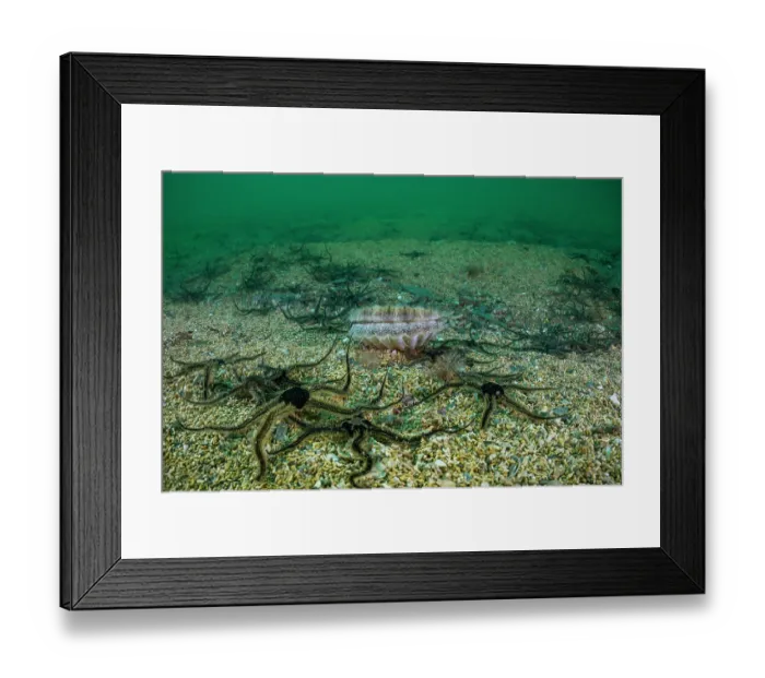 Framed Print : Mearl (Phymatolithon calcareum) bed, dead (calcified) and alive with King scallop (Pecten maximus) and Black brittle stars (Ophiocomina nigra), Falmouth Bay, Cornwall, UK Framed Print : Mearl (Phymatolithon calcareum) bed, dead (calcified) and alive with King scallop (Pecten maximus) and Black brittle stars (Ophiocomina nigra), Falmouth Bay, Cornwall, UK