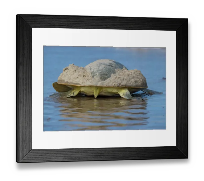 Framed Print : Kemp's ridley turtle (Lepidochelys kempii) female returning to sea after nesting, Rancho Nuevo Sea Turtle Sanctuary, Tamaulipas, Mexico. Critically endangered Framed Print : Kemp's ridley turtle (Lepidochelys kempii) female returning to sea after nesting, Rancho Nuevo Sea Turtle Sanctuary, Tamaulipas, Mexico. Critically endangered