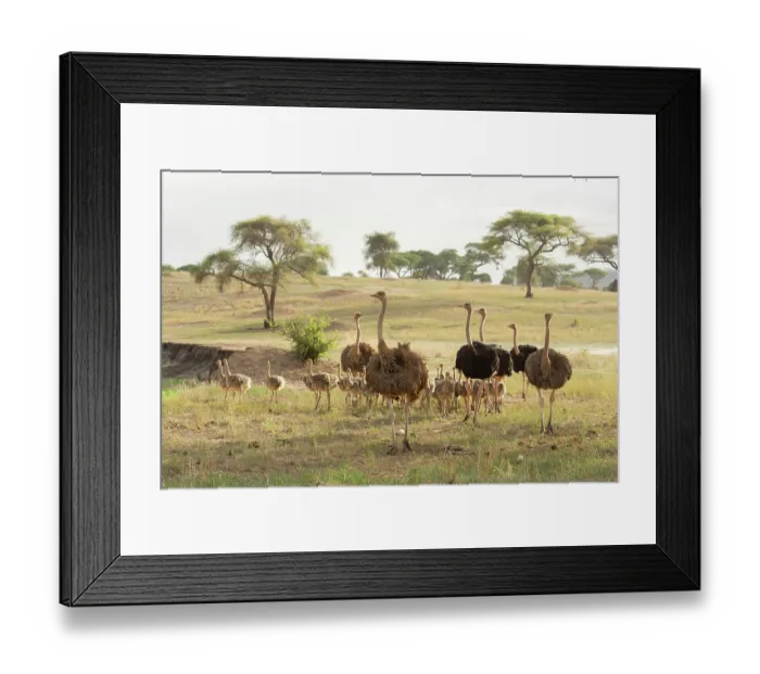 Framed Print : Group of Masai ostriches (Struthio camelus massaicus) with chicks, three ostrich families team up to care for 42 chicks, Tarangire National Park, Tanzania Framed Print : Group of Masai ostriches (Struthio camelus massaicus) with chicks, three ostrich families team up to care for 42 chicks, Tarangire National Park, Tanzania