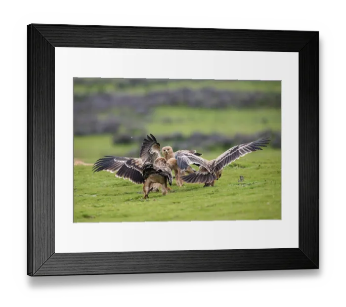 Framed Print : RF - Group of Tawny eagles (Aquila rapax) squabbling over food, Bale Mountains National Park, Ethiopia. (This image may be licensed either as rights managed or royalty free.)