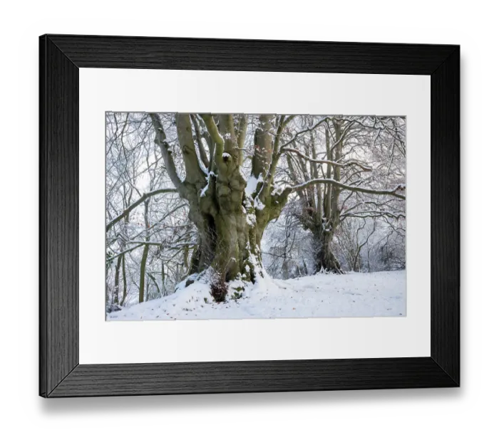 Framed Print : Ancient Beech trees (Fagus sylvatica) in winter, seasonal study, Lineover Wood, Gloucestershire, UK. November. The second largest Beech tree in England