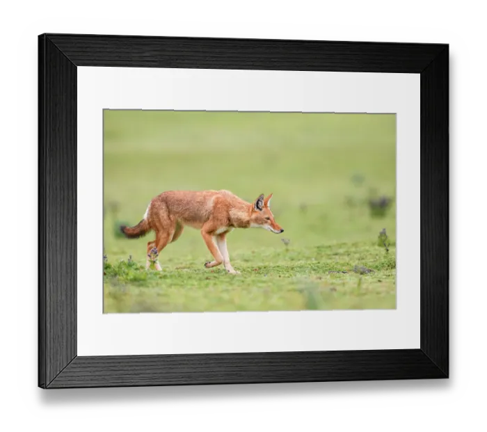 Framed Print : RF - Ethiopian wolf (Canis simensis) stalking prey, Bale Mountains National Park, Ethiopia. Endangered. (This image may be licensed either as rights managed or royalty free.) Framed Print : RF - Ethiopian wolf (Canis simensis) stalking prey, Bale Mountains National Park, Ethiopia. Endangered. (This image may be licensed either as rights managed or royalty free.)