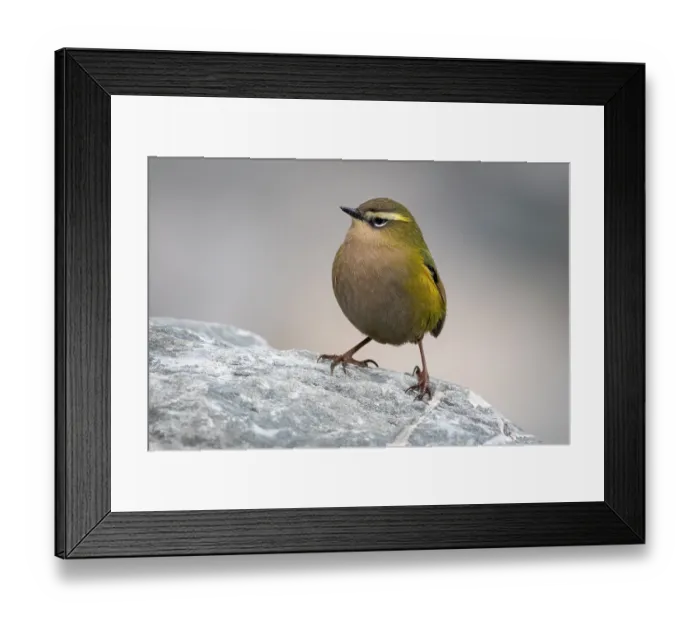 Framed Print : New Zealand rock wren (Xenicus gilviventris) male, perched on rock, Perth Valley, West Coast, South Island, New Zealand. Endangered