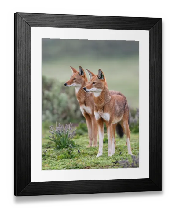 Framed Print : Two Ethiopian wolves (Canis simensis) patrolling their territory boundary, Bale Mountains National Park, Ethiopia. Endangered Framed Print : Two Ethiopian wolves (Canis simensis) patrolling their territory boundary, Bale Mountains National Park, Ethiopia. Endangered