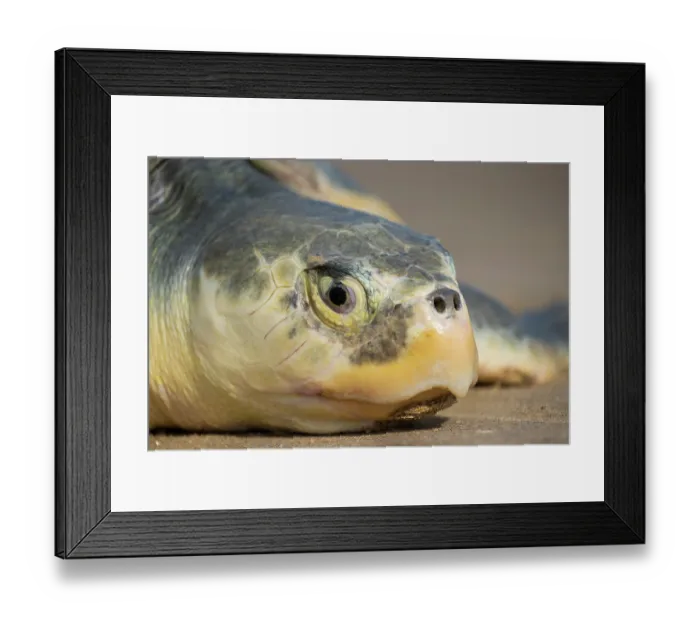 Framed Print : Kemp's ridley turtle (Lepidochelys kempii) female, head portrait, Rancho Nuevo Sea Turtle Sanctuary, Tamaulipas, Mexico. Critically endangered Framed Print : Kemp's ridley turtle (Lepidochelys kempii) female, head portrait, Rancho Nuevo Sea Turtle Sanctuary, Tamaulipas, Mexico. Critically endangered