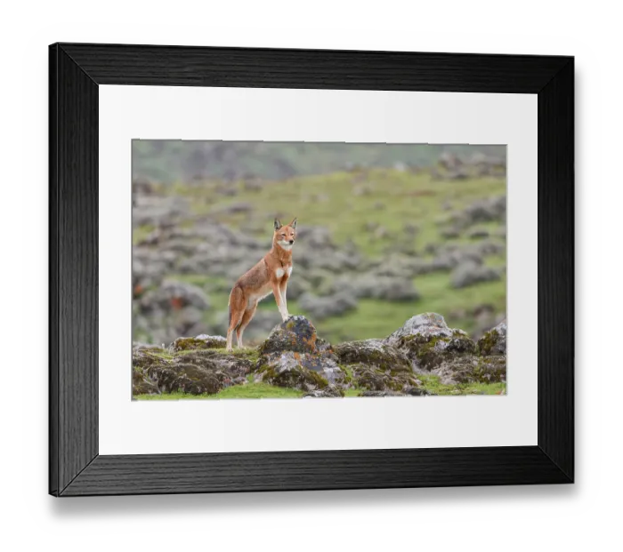 Framed Print : Ethiopian wolf (Canis simensis) standing in afroalpine landscape. This individual has been tagged by the Ethiopian Wolf Conservation Programme