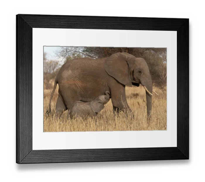 Framed Print : African elephant (Loxodonta africana) female with calf in grassland, Tarangire National Park, Tanzania. Endangered Framed Print : African elephant (Loxodonta africana) female with calf in grassland, Tarangire National Park, Tanzania. Endangered
