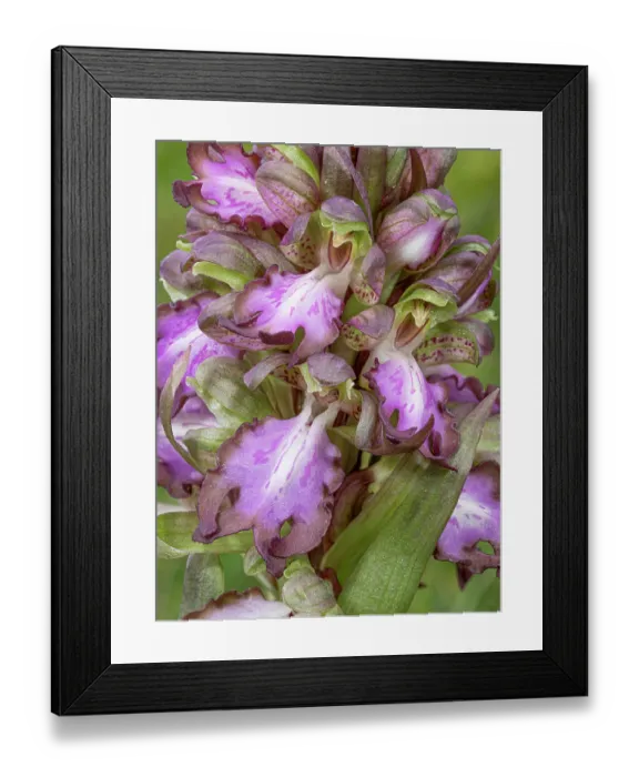 Framed Print : Giant orchid (Barlia robertiana) in flower, nr. Piombino, Tuscany, Italy. February Framed Print : Giant orchid (Barlia robertiana) in flower, nr. Piombino, Tuscany, Italy. February