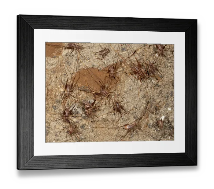 Framed Print : Cave crickets (Dolichopoda geniculata) colony resting on tunnel wall, Buonrespiro, Orvieto, Umbria, Italy. February Framed Print : Cave crickets (Dolichopoda geniculata) colony resting on tunnel wall, Buonrespiro, Orvieto, Umbria, Italy. February