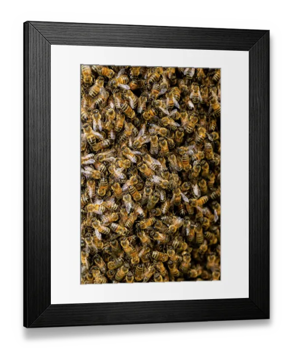 Framed Print : Swarm of Honey bees (Apis mellifera), Stroud, Gloucestershire, UK. May Framed Print : Swarm of Honey bees (Apis mellifera), Stroud, Gloucestershire, UK. May