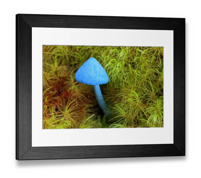 Framed Print : Blue pinkgill / Sky-blue mushroom (Entoloma hochstetteri) portrait, Hauturu / Little Barrier Island, North Island, New Zealand Framed Print : Blue pinkgill / Sky-blue mushroom (Entoloma hochstetteri) portrait, Hauturu / Little Barrier Island, North Island, New Zealand