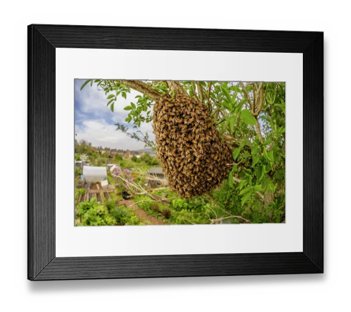 Framed Print : Swarm of Honey bees (Apis mellifera) in an Elder tree (Sambucus nigra), Stroud, Gloucestershire, UK. May Framed Print : Swarm of Honey bees (Apis mellifera) in an Elder tree (Sambucus nigra), Stroud, Gloucestershire, UK. May
