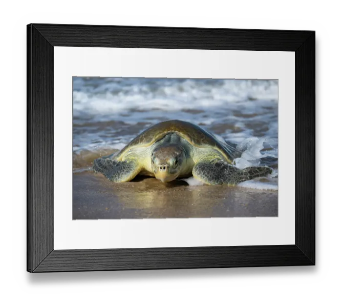 Framed Print : Kemp's ridley turtle (Lepidochelys kempii) female coming ashore to nest, Rancho Nuevo Sea Turtle Sanctuary, Tamaulipas, Mexico. Critically endangered Framed Print : Kemp's ridley turtle (Lepidochelys kempii) female coming ashore to nest, Rancho Nuevo Sea Turtle Sanctuary, Tamaulipas, Mexico. Critically endangered