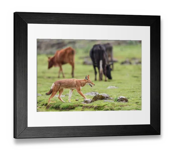 Framed Print : Ethiopian wolf (Canis simensis) walking amongst cattle herd, Bale Mountains National Park, Ethiopia. Endangered Framed Print : Ethiopian wolf (Canis simensis) walking amongst cattle herd, Bale Mountains National Park, Ethiopia. Endangered
