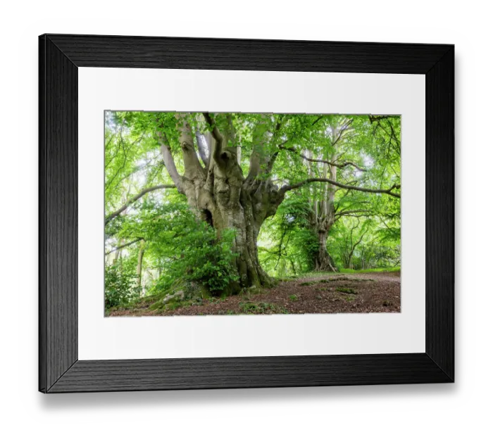 Framed Print : Ancient Beech trees (Fagus sylvatica) in summer, seasonal study, Lineover Wood, Gloucestershire, UK. November. The second largest Beech tree in England Framed Print : Ancient Beech trees (Fagus sylvatica) in summer, seasonal study, Lineover Wood, Gloucestershire, UK. November. The second largest Beech tree in England