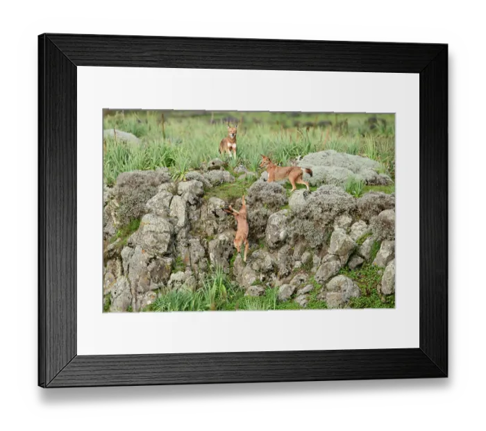 Framed Print : Ethiopian wolves (Canis simensis) chasing an intruder out of their territory, Bale Mountains National Park, Ethiopia. Endangered Framed Print : Ethiopian wolves (Canis simensis) chasing an intruder out of their territory, Bale Mountains National Park, Ethiopia. Endangered
