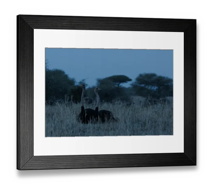 Framed Print : Masai ostriches (Struthio camelus massaicus) pair, resting on ground alert, watching for predators as chicks walk around behind, Tarangire National Park, Tanzania Framed Print : Masai ostriches (Struthio camelus massaicus) pair, resting on ground alert, watching for predators as chicks walk around behind, Tarangire National Park, Tanzania