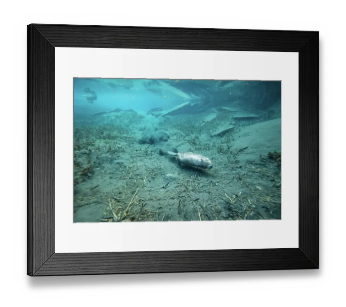 Framed Print : European beaver (Castor fiber) walking over riverbed, River Rhone, Alps, France. June Framed Print : European beaver (Castor fiber) walking over riverbed, River Rhone, Alps, France. June
