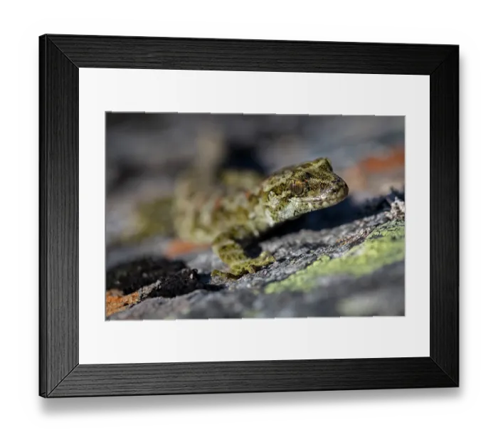 Framed Print : Cascade gecko (Mokopirirakau 'Cascades') resting on lichen covered rocks, Haast Range, West Coast, New Zealand Framed Print : Cascade gecko (Mokopirirakau 'Cascades') resting on lichen covered rocks, Haast Range, West Coast, New Zealand
