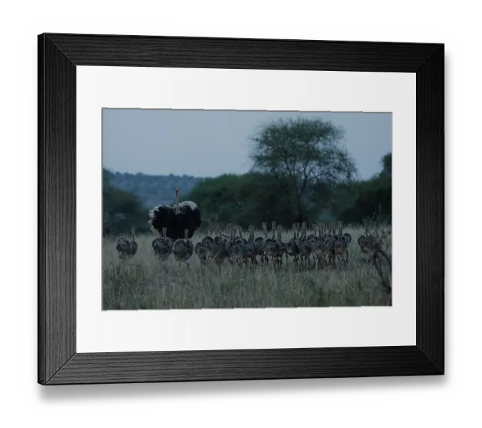 Framed Print : Masai ostrich (Struthio camelus massaicus) male, watching over brood of chicks at dusk, Tarangire National Park, Tanzania Framed Print : Masai ostrich (Struthio camelus massaicus) male, watching over brood of chicks at dusk, Tarangire National Park, Tanzania