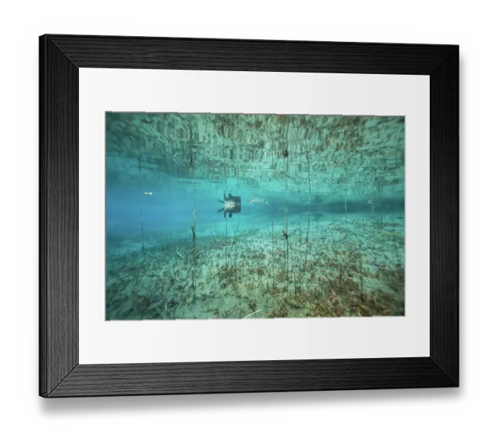 Framed Print : European beaver (Castor fiber) swimming on the surface, underwater view, River Rhone, Alps, France. June Framed Print : European beaver (Castor fiber) swimming on the surface, underwater view, River Rhone, Alps, France. June