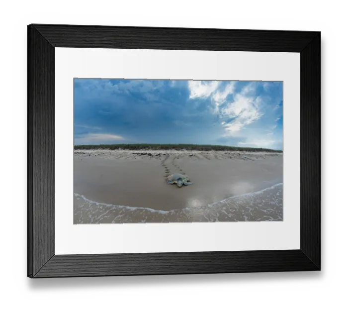 Framed Print : Kemp's ridley turtle (Lepidochelys kempii) female returning to sea after nesting, Rancho Nuevo Sea Turtle Sanctuary, Tamaulipas, Mexico. Critically endangered Framed Print : Kemp's ridley turtle (Lepidochelys kempii) female returning to sea after nesting, Rancho Nuevo Sea Turtle Sanctuary, Tamaulipas, Mexico. Critically endangered