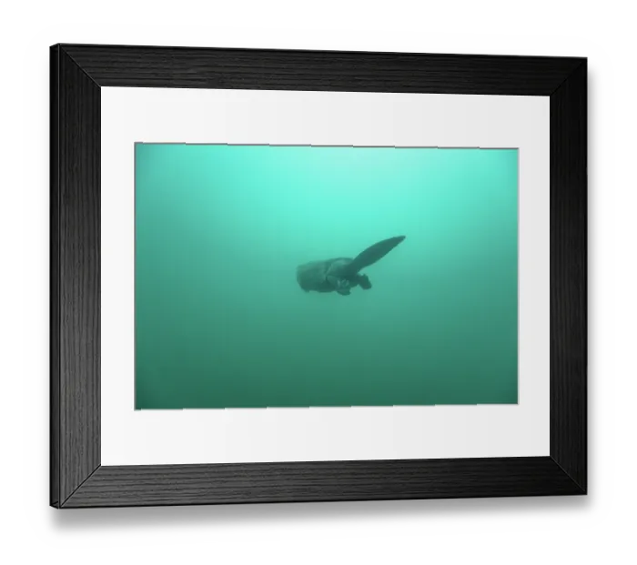 Framed Print : RF - European beaver (Castor fiber) swimming underwater, River Rhone, Alps, France. May. (This image may be licensed either as rights managed or royalty free.)