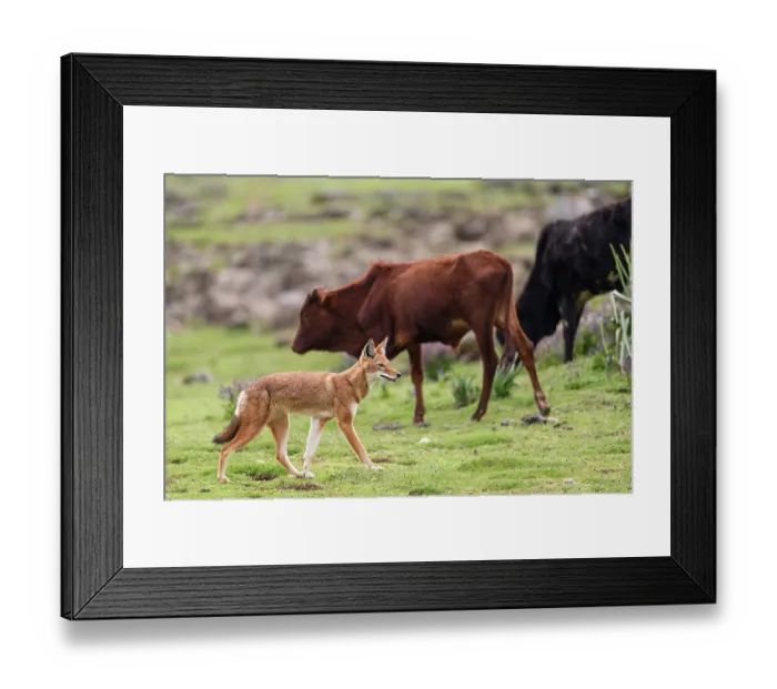 Framed Print : Ethiopian wolf (Canis simensis) walking amongst cattle herd, Bale Mountains National Park, Ethiopia. Endangered Framed Print : Ethiopian wolf (Canis simensis) walking amongst cattle herd, Bale Mountains National Park, Ethiopia. Endangered