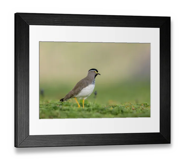 Framed Print : Spot-breasted lapwing (Vanellus melanocephalus) portrait, Bale Mountains National Park, Ethiopia Framed Print : Spot-breasted lapwing (Vanellus melanocephalus) portrait, Bale Mountains National Park, Ethiopia