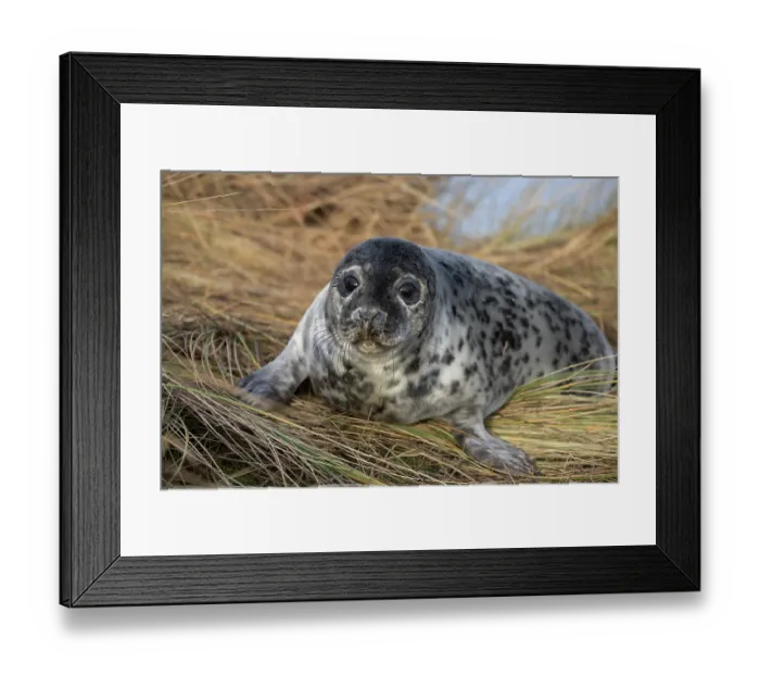 Framed Print : Grey seal (Halichoerus grypus) pup, portrait, Winterton, Norfolk, England, UK. January Framed Print : Grey seal (Halichoerus grypus) pup, portrait, Winterton, Norfolk, England, UK. January