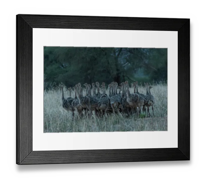 Framed Print : Group of Masai ostrich (Struthio camelus massaicus) chicks huddling togther at dusk, Tarangire National Park, Tanzania Framed Print : Group of Masai ostrich (Struthio camelus massaicus) chicks huddling togther at dusk, Tarangire National Park, Tanzania