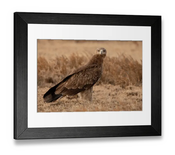 Framed Print : Tawny eagle (Aquila rapax) portrait, Serengeti National Park, Tanzania Framed Print : Tawny eagle (Aquila rapax) portrait, Serengeti National Park, Tanzania