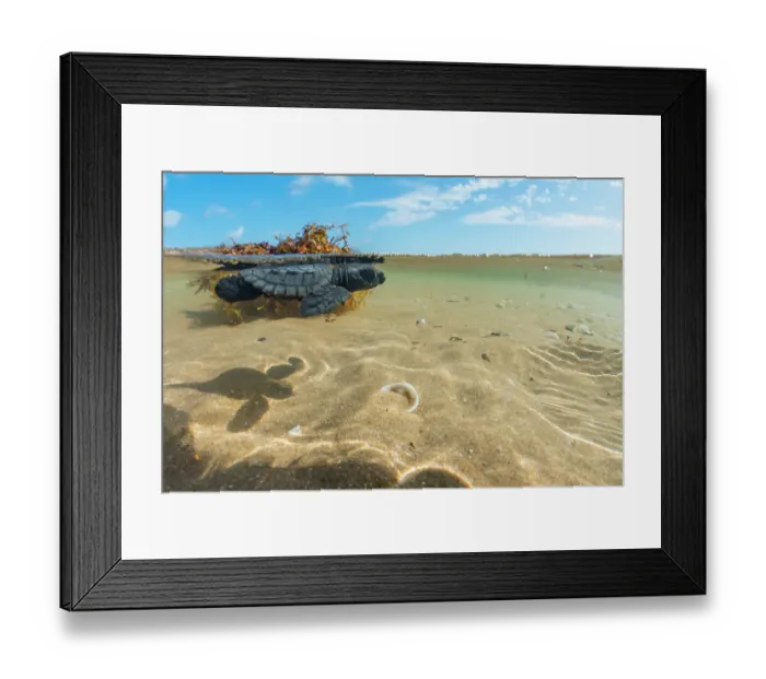 Framed Print : Split level view of Kemp's ridley turtle (Lepidochelys kempii) hatchling swimming in shallow water, Rancho Nuevo Sea Turtle Sanctuary, Tamaulipas, Mexico. Critically endangered