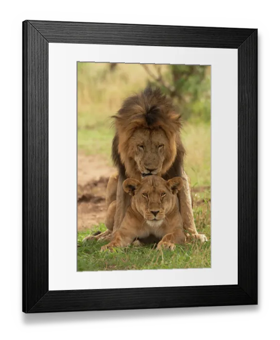 Framed Print : Lions (Panthera leo) pair mating, Serengeti National Park, Tanzania Framed Print : Lions (Panthera leo) pair mating, Serengeti National Park, Tanzania