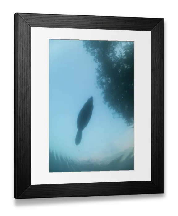 Framed Print : RF - European beaver (Castor fiber) swimming on the surface silhouetted at dusk, River Rhone, Alps, France. June Framed Print : RF - European beaver (Castor fiber) swimming on the surface silhouetted at dusk, River Rhone, Alps, France. June