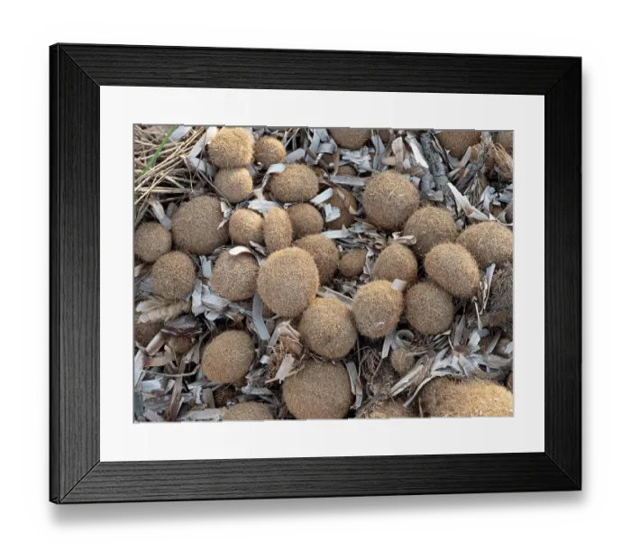 Framed Print : Neptune balls, balls of fibrous material from the foliage of Seagrass (Posidonia oceanica) washed up on shoreline, Tyrrhenian coast, Italy. September Framed Print : Neptune balls, balls of fibrous material from the foliage of Seagrass (Posidonia oceanica) washed up on shoreline, Tyrrhenian coast, Italy. September
