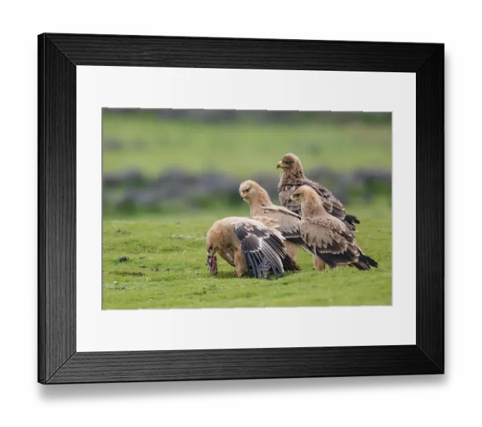 Framed Print : Group of Tawny eagles (Aquila rapax) squabbling over food, Bale Mountains National Park, Ethiopia Framed Print : Group of Tawny eagles (Aquila rapax) squabbling over food, Bale Mountains National Park, Ethiopia