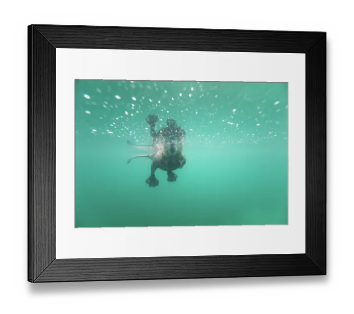 Framed Print : European beaver (Castor fiber) swimming on the surface, underwater view, River Rhone, Alps, France. June